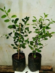Bibit Tanaman Jeruk Nipis//Pohon Jeruk Nipis