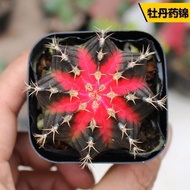 仙人掌Cactus Peony Medicine Jinruiyun Peony Oriental Moon Fun Red Yellow Medicine Brocade Cactus Office