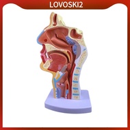 [LovoskiacMY] Human Anatomical Nasal Cavity Throat Anatomy Model 4.74.79.5 Inches