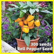 เมล็ดบอนสี พริกหยวกหวาน พริก Bonsai Sweet Pepper Seeds - ผลผลิตสูง บรรจุ 300 เมล็ด Giant Bell Pepper Vegetable Seeds  Dwarf Vegetable Plants Seeds F1 เมล็ดพันธุ์ผัก เมล็ดพันธุ์ ผักสวนครัว ต้นบอนสี เมล็ดบอนสีสวยๆ บอนสีราคาถูก บอนสี บอนสีหายาก ต้นไม้ ครัว