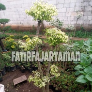 tanaman hias bonsai anting putri / pohon bonsai anting putri