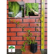 SJH - Anak pokok Lee Kuan Yew / Curtain creeper sapling  / Vernonia Elliptica [Real Plant/Live Plant