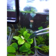 Anubias Package 0004170920