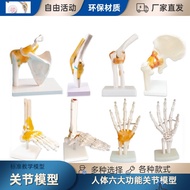 Model of human knee joint shoulder joint elbow joints foot joint hip bone joint model