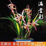 Liu Ge Orchid Easy to Keep Orchid Cymbidium Ensifolium Four Seasons Orchid Full Hall Color with Bud Sale Green Plant Flo