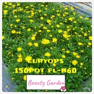 BG-Live Plant Euryops pectinatus 'Viridis' Pokok Hiasan Pokok Hidup