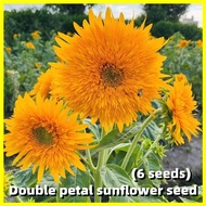 เมล็ดพันธุ์ ทานตะวันแคระ Double Petal Sunflower Seeds - บรรจุ 6 เมล็ด Teddy Bear Sunflower Potted Seeds Sunflower Flowering Plants Seeds Flower Seeds for Planting บอนสีหายากไทย เมล็ดดอกไม้ เมล็ดดอกไม้ บอนสีราคาถูกๆ ของแต่งบ้าน บอนสี ต้นไม้มงคล ต้นไม้ฟอกอา