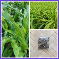 ❋ ▦ ✗ Maramais Seeds Per Pack