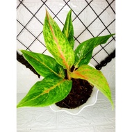 AGLAONEMA VARIETIES (POTTED WITH FREE PEBBLES!)