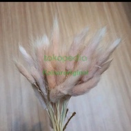 dried flower Lagurus wheat bunga kering IMPOR bahan Mahar
