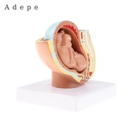 [Adepe] 9th Month Fetus/Foetus   Models Human Fetal Development Model Lab Supplies Educative
