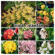 Pokok ixora / jejarum / siantan bunga wangi madagascar ixora, ixora nigricans, frozen star dll