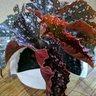 tanaman hias begonia maculata mocca _ begonia polkadot