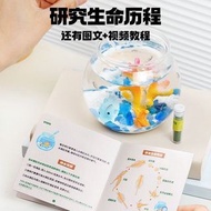 水馬騮豐年蝦海龍孵化飼養套裝 aqua sea monkey sea Dragon incubation set #PDC 890827