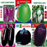 Vegetable Seeds Purple Eggplant Seeds Stall Vegetable Seeds Vegetable Seeds Vegetable Seeds Vegetabl
