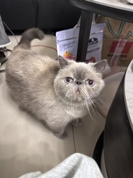 安癢快