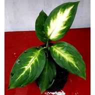 Aglaonema (live plant)