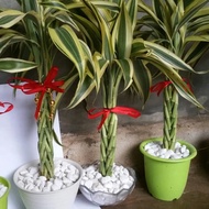 Pachira braided lucky bamboo plus pot | Lucky bamboo