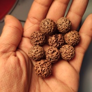 biji jenitri rudraksha mukhi 7 (15_18 mm)