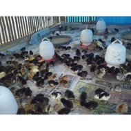 Jual DOC ayam kampung unggulan dan telur ayam kampung