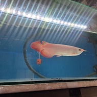 ikan hias arwana SR Super Red