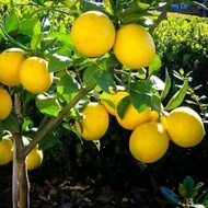 (Ready) Bibit Jeruk Lemon California / Pohon Jeruk Lemon California