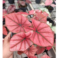 168 Caladium Red Peach 红桃彩叶芋植物