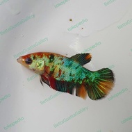 cupang plakat koi nemo gold galaxy betina realpict