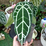 Anthurium Crystalianum Dark Form (Narrow Leaf)