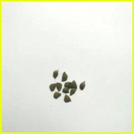 ♞,♘【COD】10pcs Rare Calathea Seeds Air Freshening Plants Seeds #SW2