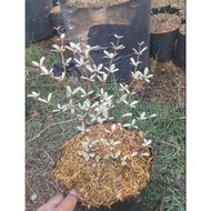⚑ ▲ ۩ ▻ VARIEGATED AFRICAN TALISAY PLANT (SMALL)