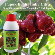 Pupuk Organik Cair Untuk Booster Buah Jambu Citra / Pupuk Buah Jambu Citra / Booster Jambu Citra