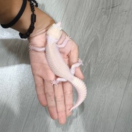 Leopard Gecko Super Pied Raptor SSR