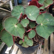 Begonia Mantili/Begonia Mangkok