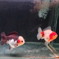 Goldfish / Oranda / Ranchu / koki Panda / Oranda Tricolor / ikan koki Tancho / Oranda Panda