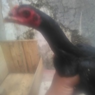 Ayam Babon Ganoi Ori Ukuran Besar