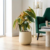 白冰秋海棠仿水泥盆栽 桌上盆栽 塑膠盆器 開幕送禮 喬遷禮物