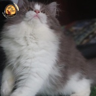 Kucing Anggora Persia Himalaya Ragdoll Munchkin Peaknose #Gratisongkir