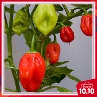 10pcs seeds DOMINICAN HABANERO super Hot pepper