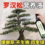 2032readystock Eight Old Man Arhat Pine Nutrient Solution Arhat Pine Germination Agent Arhat Pine Gr