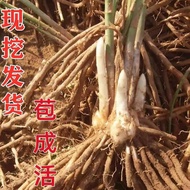 (Presale）Asparagus Root Extra Large Three-Year Asparagus Seedlings Purple Asparagus Seedlings Garden Four Seasons Planti