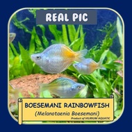 IKAN HIAS AIR TAWAR - RAINBOW BOESEMANI BALLOON / RAINBOW BOESEMANI BALON / RAINBOW BOESEMANI SHORT 
