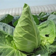 Ready Stock Fast Shipping Kale Seeds Kale Seeds Vegetable Seeds Pointed Kale Seeds Spring Autumn Veg