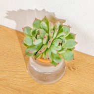 桃太郎 三角水耕盆栽 室內植物 觀葉植物 禮物 水培 辦公室小物