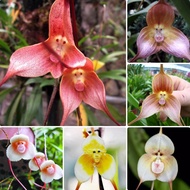 Malaysia Ready Stock High Quality Dracula Simia Seeds (20pcs/bag) Can Bloom In Any Season Orchid Plant Live Benih Bunga Indoor Plants Real Live Rare Plant Seeds Bonsai Plant Seeds Easy To Grow