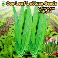 1000 Seeds/pack High Yield Cos Leaf Lettuce Seeds for Sale Lettuce Seeds Vegetables Seeds for Garden