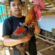 Ayam pelung jantan dewasa 