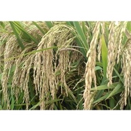 bibit benih padi unggul beras ketan putih 1kg libkde 1880av