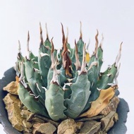 精品｜曲刺妖炎 (Agave utahensis var. eborispina) ｜———｜塊根植物｜象牙宮｜龜甲龍｜曲刺妖炎｜橄欖｜象足漆樹｜多肉植物｜龍舌蘭｜嚴龍｜
