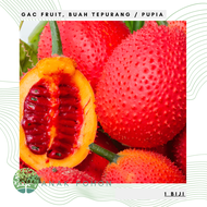 Benih Bibit Biji - GAC Fruit (Momordica cochinchinensis) Buah Tepurang Pupia Seeds - IMPORT